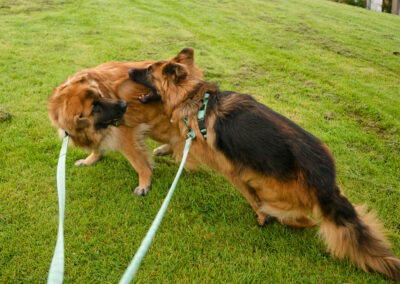 two dogs playing on lead