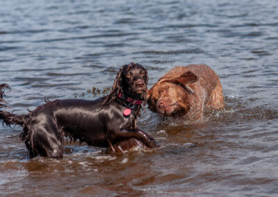 dogs standing in a river on a hot day