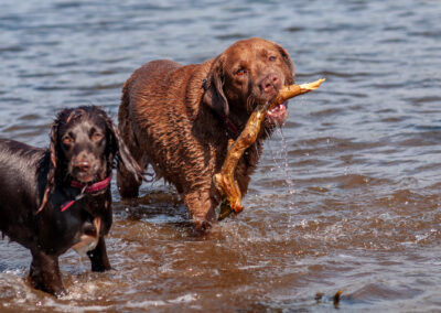 chocolate labrador carrying a stick in a river