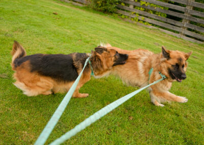 two german shepherds play while on lead