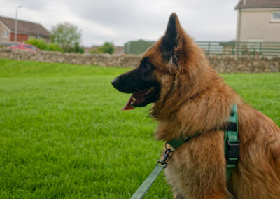 chunky long haired german shepherd