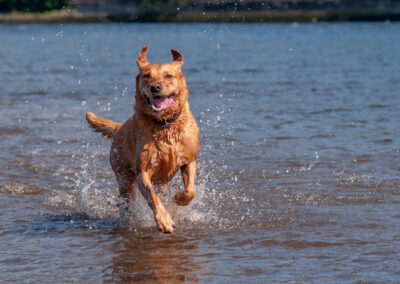 Red fox labrador running in a river
