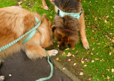dogs sniffing the same scent