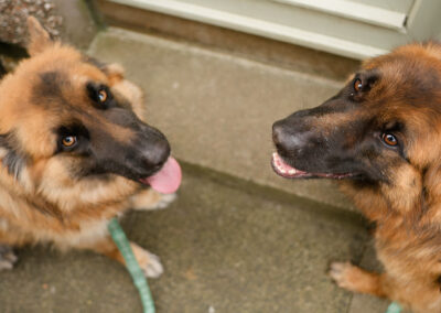 two german shepherds sit at the back door