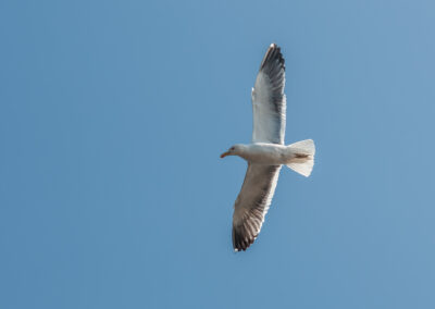 seagull soaring in a blue sky