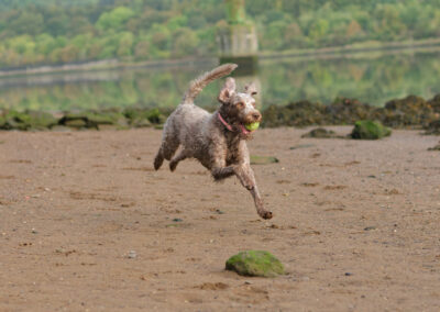 labradoodle action shot
