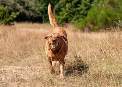 dog running on dried out grasss