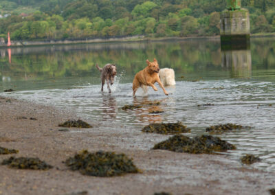 three different pedigree dogs in a river