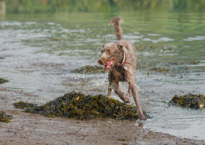 labradoodle on coastline