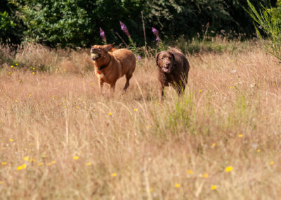 red fox labrador and chocolate labrador