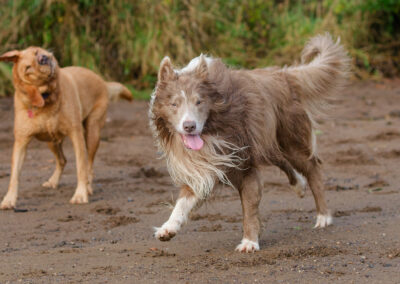 labrador and border collie