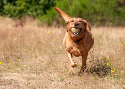 red fox labrador running on dry grass