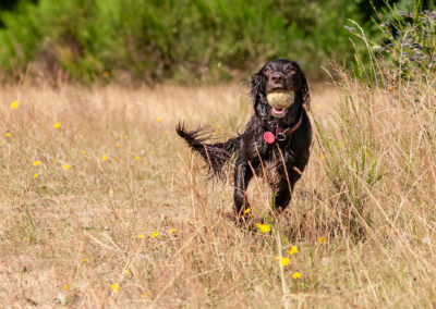 cocker spaniel returning with a ball