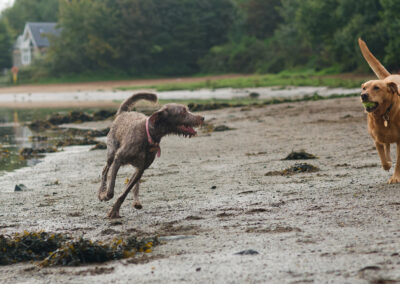 two dogs on beach at boden boo