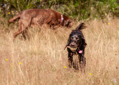 cocker spaniel and labrador on long dry grass