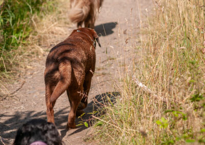 dogs walking single file
