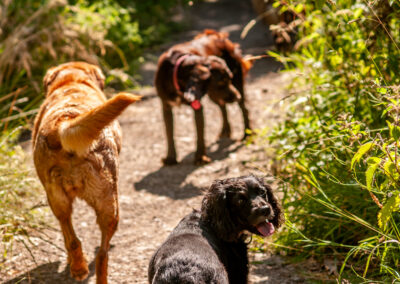 a pack of dogs on a trail