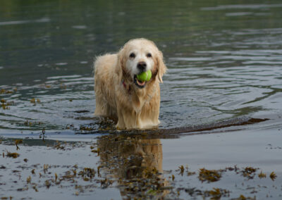 golden retriever coming out of water with a ball