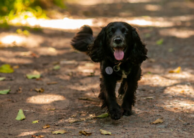 sprocker dog on a path