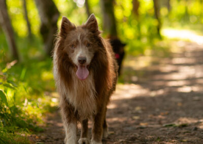 lilac border collie under the trees on a hot sunny day