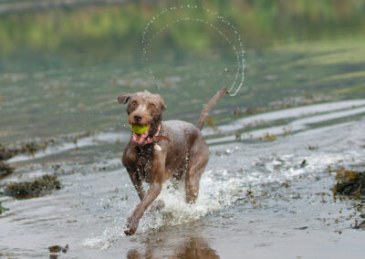 labradoodle coming out of a river