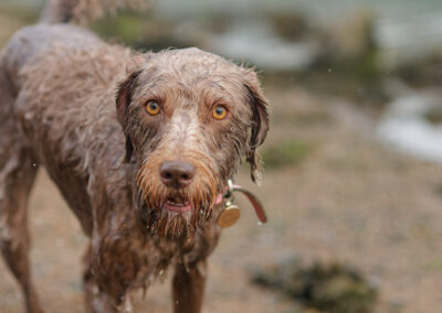 working labradoodle