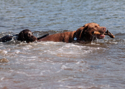 two dogs going after the same stick in a river