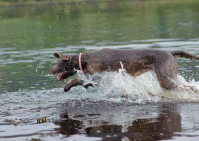 labradoodle charging through a river