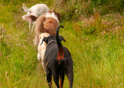 dogs walking in single file on a grass trail