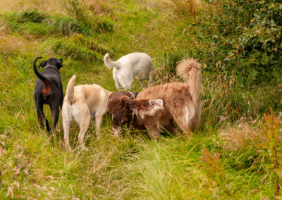 5 dogs smelling something interesting in long grass