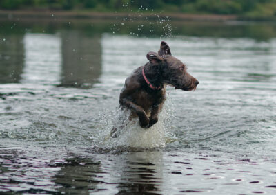 labradoodle in a river