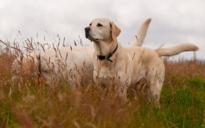 yellow labrador looking at something