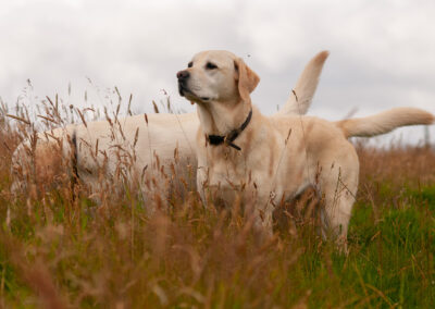 yellow labrador looking at something