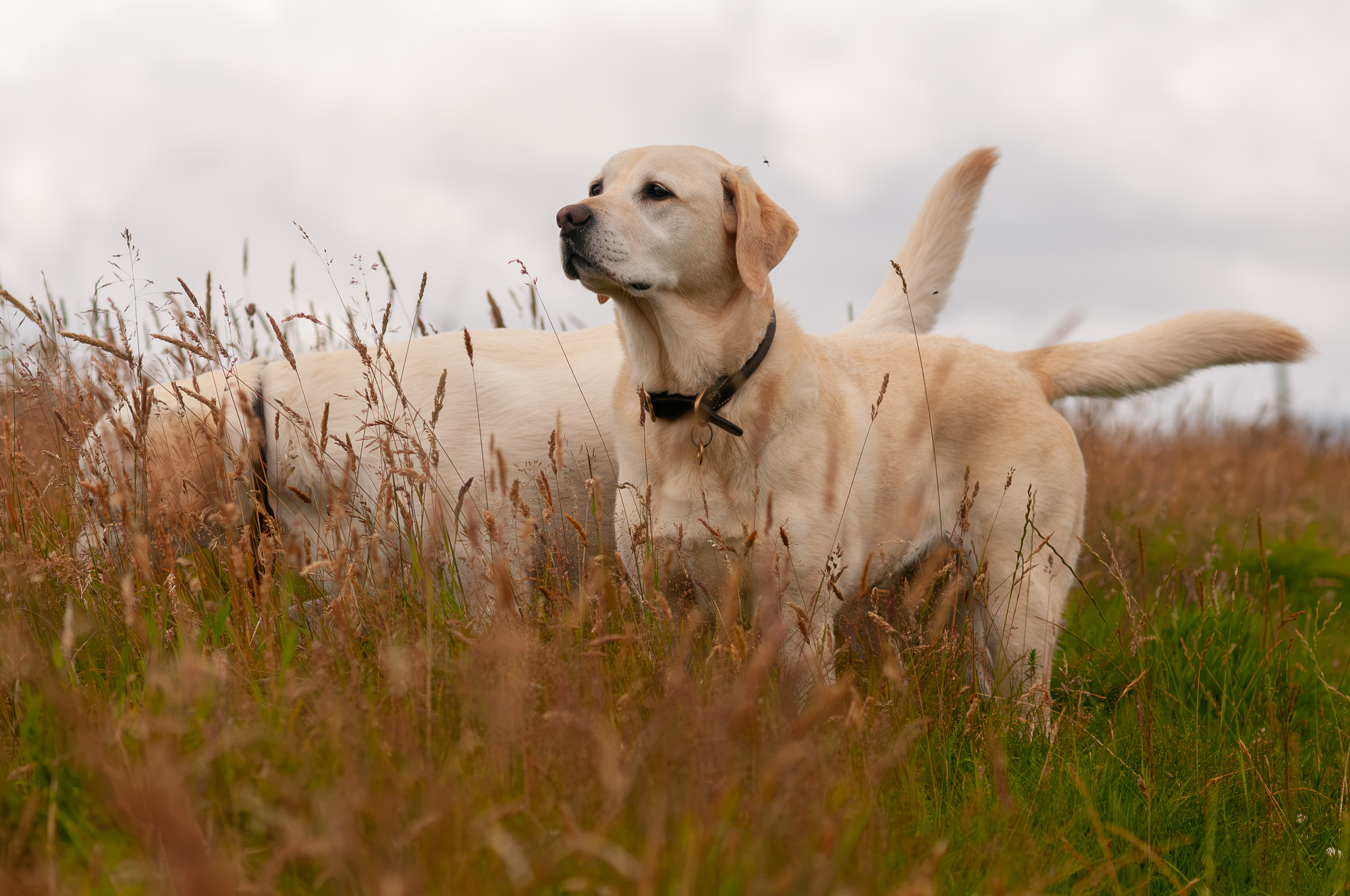 Nala notices something yellow labrador looking at something