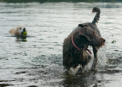 two dogs in a river