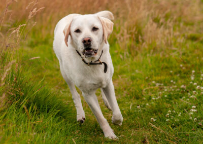yellow labrador running