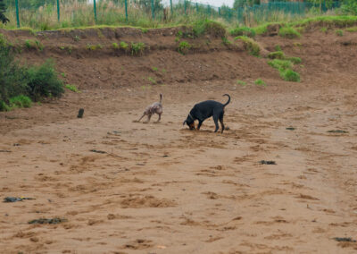 two dogs on a sandy beach in Erskine