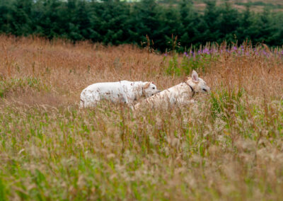 two labradors going for a run