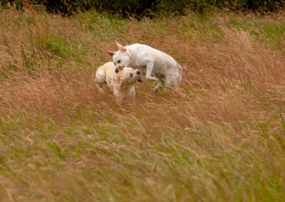 two labradors play fighting