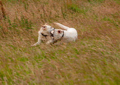 two labradors playing hard