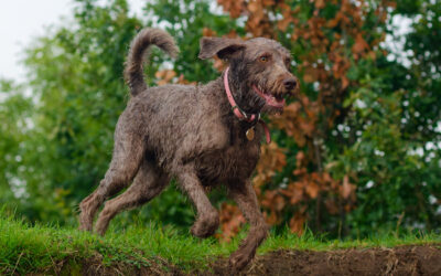 labradoodle running on high ground