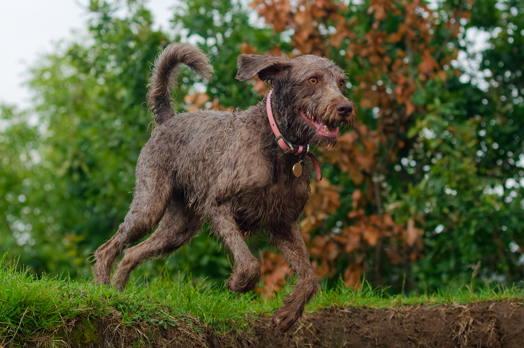coco the labradoodle labradoodle running on high ground