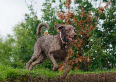 labradoodle up on high ground