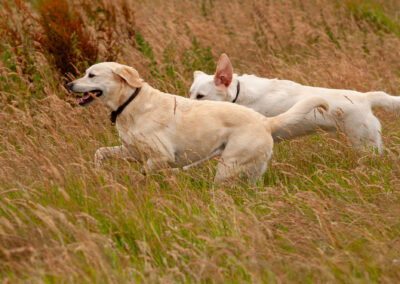 labrador chasing another labrador in long grass