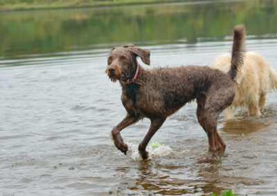 labradoodle ready to fetch a ball