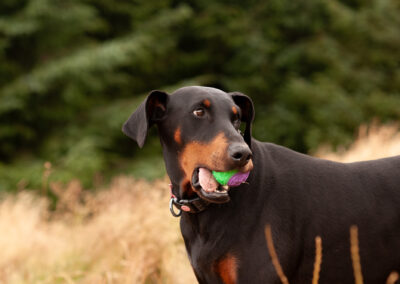 doberman on a country walk