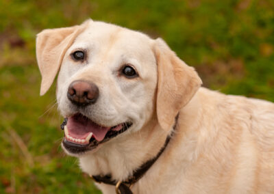 pale yellow labrador