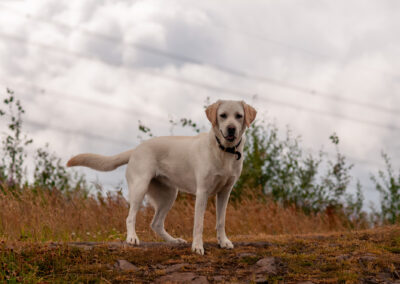 yellow labrador stands on ridge of path