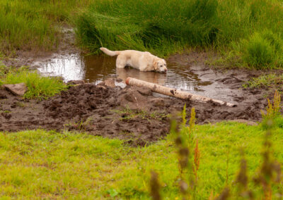 labrador standing in a muddy bog