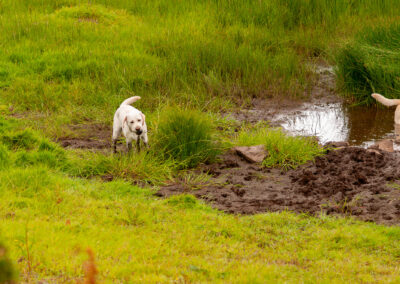 dog in muddy bog